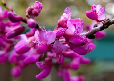 Cercis chinensis 'Avondale'