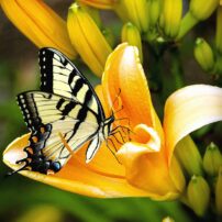 yellow pollinating butterfly