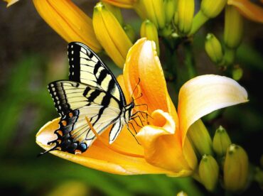 yellow pollinating butterfly