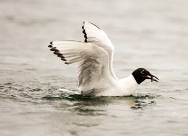 A Bonaparte’s gull in breeding plumage with a fish at Point No Point County Park