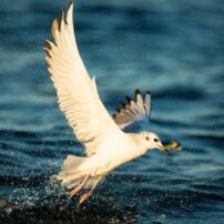 A Bonaparte’s gull in nonbreeding plumage bursts out of the water after successfully catching a fish at Point No Point County Park.