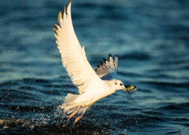 A Bonaparte’s gull in nonbreeding plumage bursts out of the water after successfully catching a fish at Point No Point County Park.