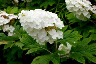 Hydrangea quercifolia ‘Snow Queen’