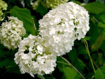 Hydrangea arborescens ‘Annabelle’