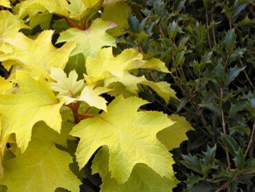 Hydrangea quercifolia ‘HoneyLeaf’