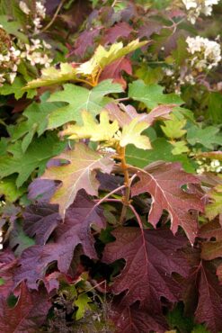 Hydrangea quercifolia, fall color