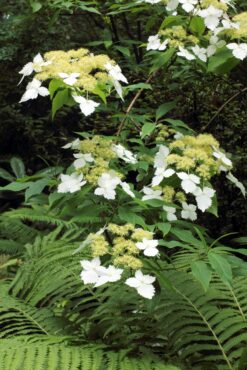 Hydrangea angustipetala ‘MonLongShou’