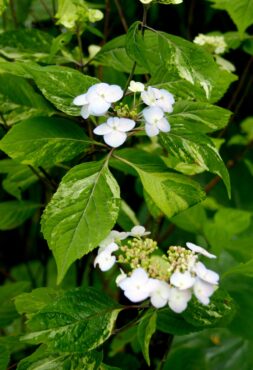 Hydrangea serrata Matsu-Himo Nishiki