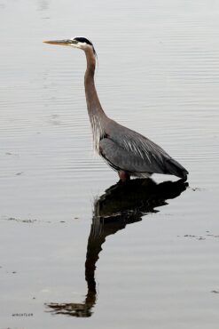 Bill Wachtler’s photos and paintings will be featured in his studio during the Gig Harbor Studio Tour in mid-September. 