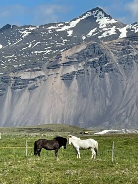 Icelandic horses