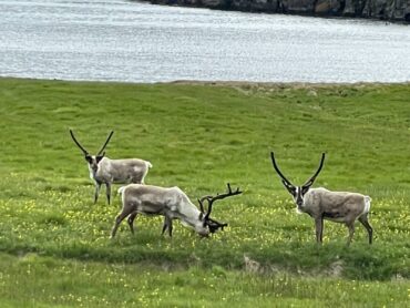 Reindeer