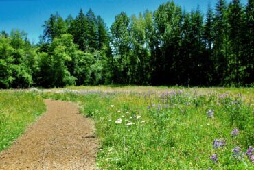 The trail through the meadow