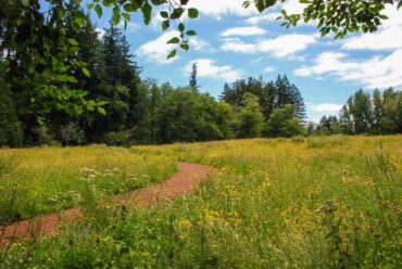 The trail as it descends toward the woods