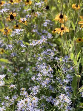 Black-eyed susan (Rudbeckia hirta) and Douglas aster (Symphyotrichum subspicatum) in the meadow (Photo courtesy Deborah Furlan)