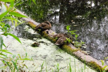 Ducks relaxing on a log in the bird marsh pond