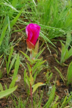 Farewell-to-Spring (Clarkia amoena) blooming in the meadow