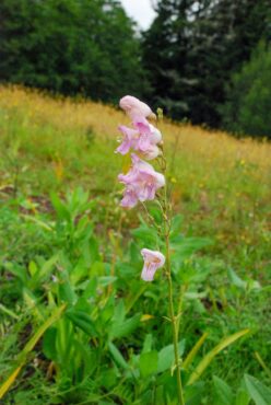 Palmer’s penstemon (Penstemon palmeri) in the meadow