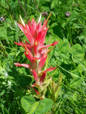 Paintbrush in bloom (Castilleja hispida) (Photo courtesy Darren Strenge)