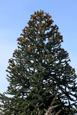 Araucaria araucana