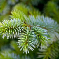 Picea sitchensis ‘Papoose’