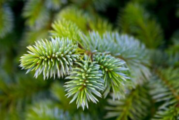 Picea sitchensis ‘Papoose’ 
