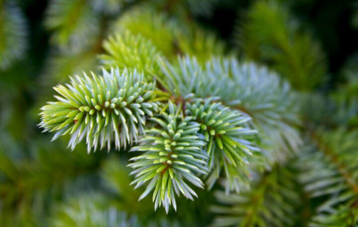 Picea sitchensis ‘Papoose’