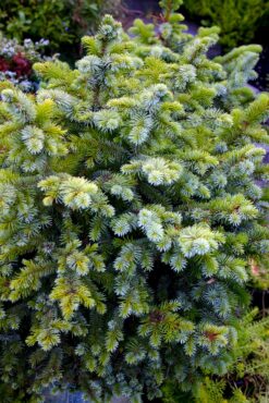 Picea sitchensis ‘Papoose’ 