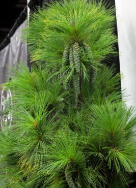 Pinus × schwerinii