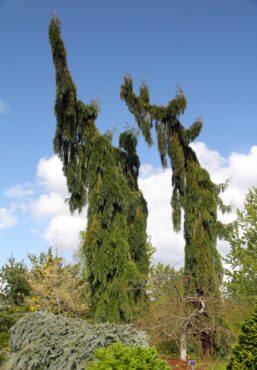 Sequoiadendron giganteum 'Pendulum'