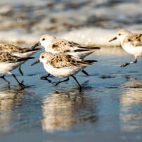 A small flock of sanderlings retreats from an incoming wave on the beach near Ocean Shores.