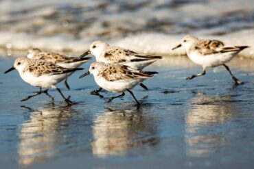 A small flock of sanderlings retreats from an incoming wave on the beach near Ocean Shores.