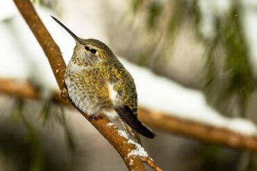 A female Anna’s hummingbird puffs up to keep warm on a snowy day.