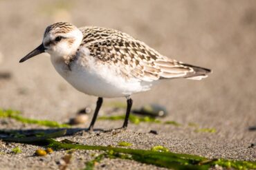 A sanderling rests for a brief moment along the beach at Point No Point County Park in Hansville.