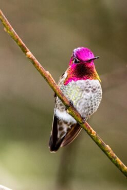 A male Anna’s hummingbird flashes his head and gorget, revealing his brilliant colors.