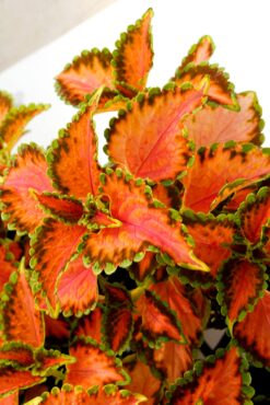 Coleus Terra Nova ‘Peach Julep’ (Photo courtesy of Terra Nova Nurseries)