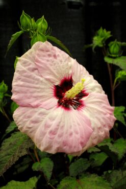 Hibiscus ‘Spinderella’