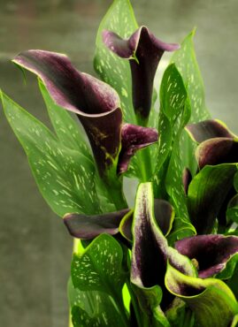 Zantedeschia ‘Dubai Night’