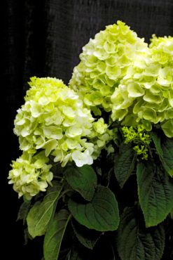 Hydrangea paniculata ‘Bailpanone’