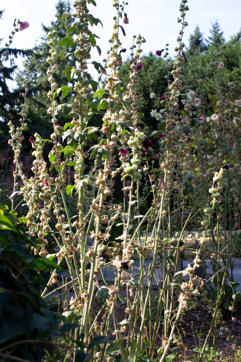 Plants Deer Don't Eat The World's Shortest List Featured