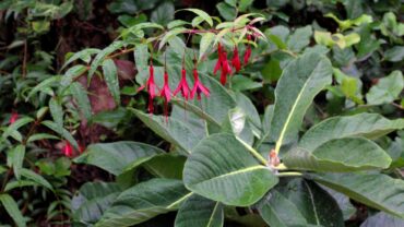 Rhododendron macabeanum and fuchsia hatschbachii