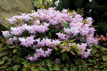 Rhododendron ‘Kimberly’