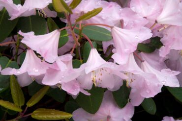 Rhododendron ‘Kimberly’