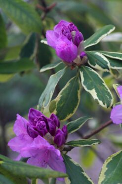 Rhododendron ponticum Variegatum