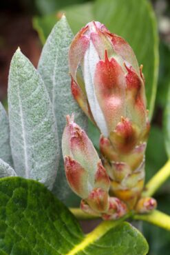 Rhododendron macabeanum foliage