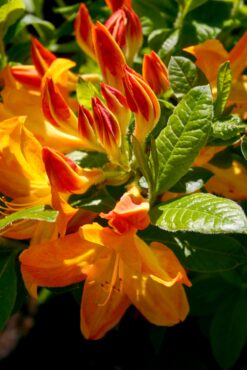 Rhododendron ‘Arneson Gem’