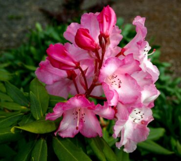 Rhododendron ‘Point Defiance’