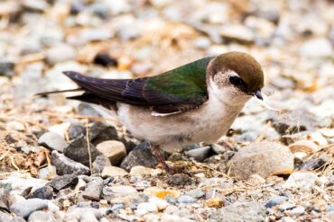 A female violet-green swallow gathers dry grass for lining her nest at Point No Point County Park in Hansville.