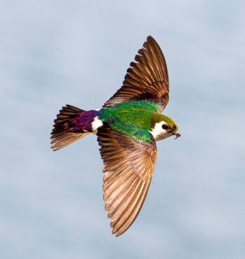 A male violet-green swallow flies low over the water by the Seabeck Marina while carrying insects to feed its young in a nest under the pier.