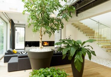 indoor plants