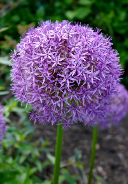 WSMAG.NET | Allium's Ornamental Stars | Featured, The Garden | May 19 ...